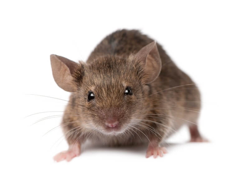 ارخص شركة مكافحة الفئران بالرياض
