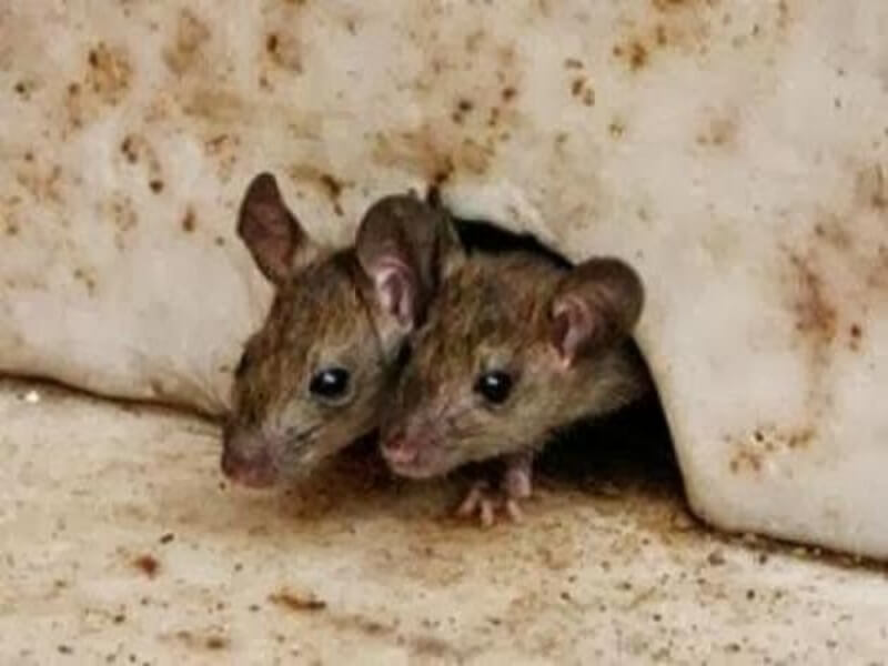 أسهل طرق القضاء على الفئران