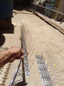 طريقة طرد الحمام بالقطيف 2 طريقة طرد الحمام بالقطيف